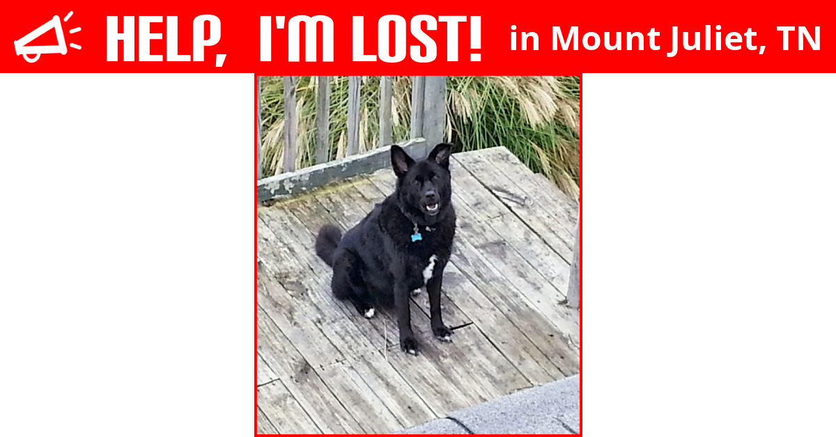 Lost Dog (Mount Juliet, Tennessee) Niko