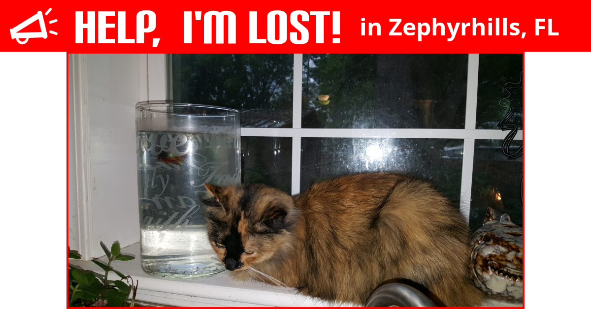 Lost Cat (Zephyrhills, Florida) Chubbie Callie