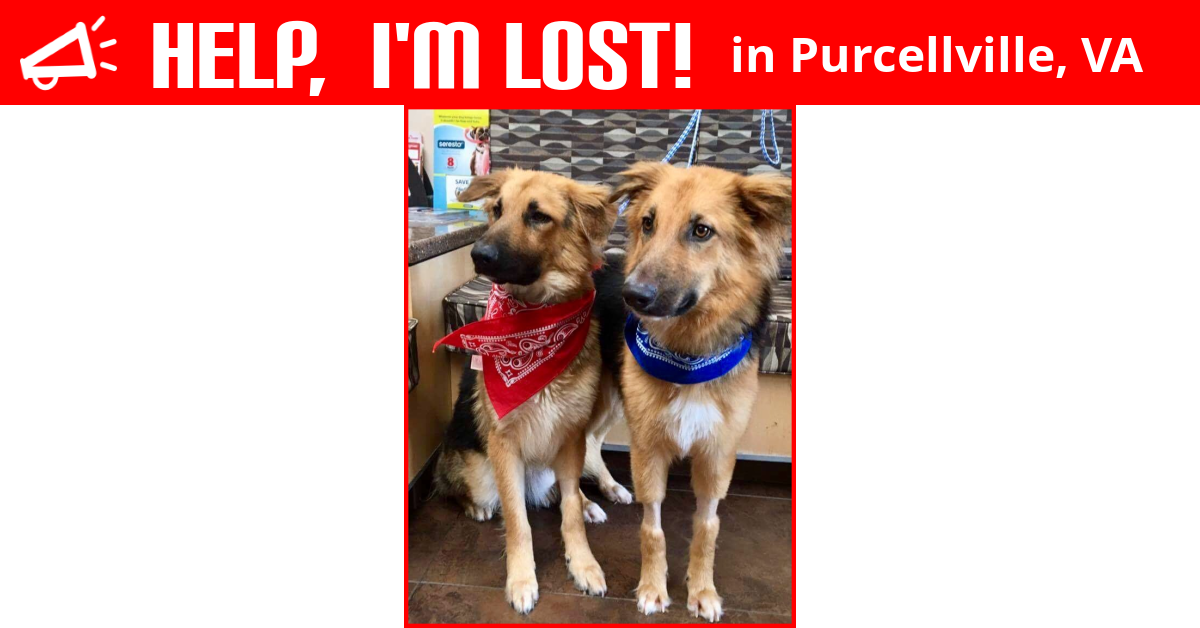 Lost Dog (Purcellville, Virginia) Adonis