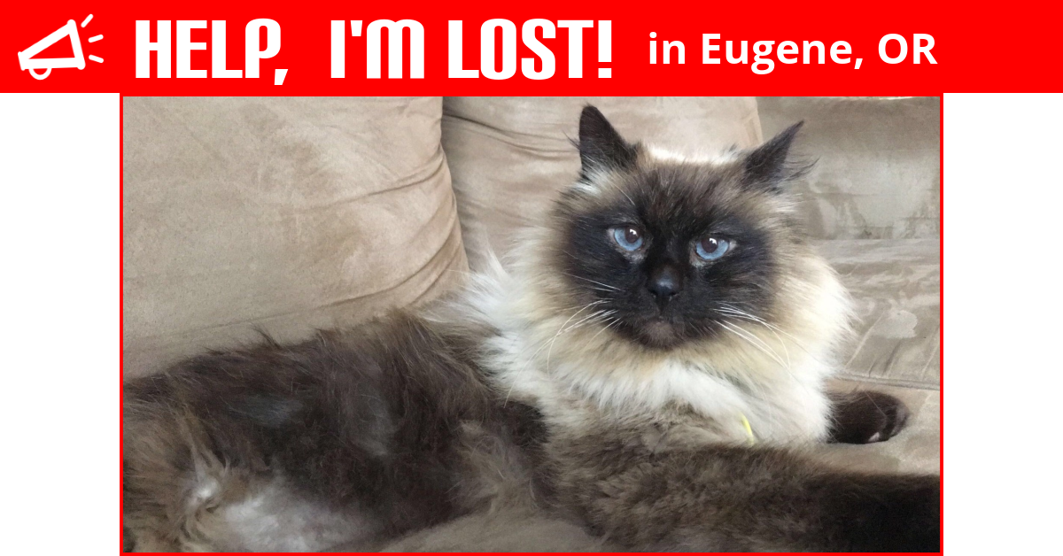 Lost Cat (Eugene, Oregon) Dennis