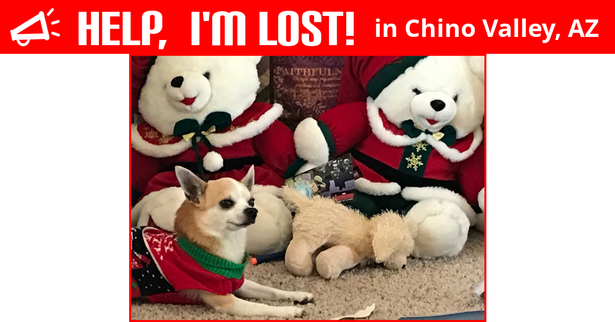 Lost Dog (Chino Valley, Arizona) Alex