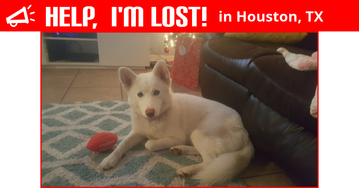 Lost Dog (Houston, Texas) Nova