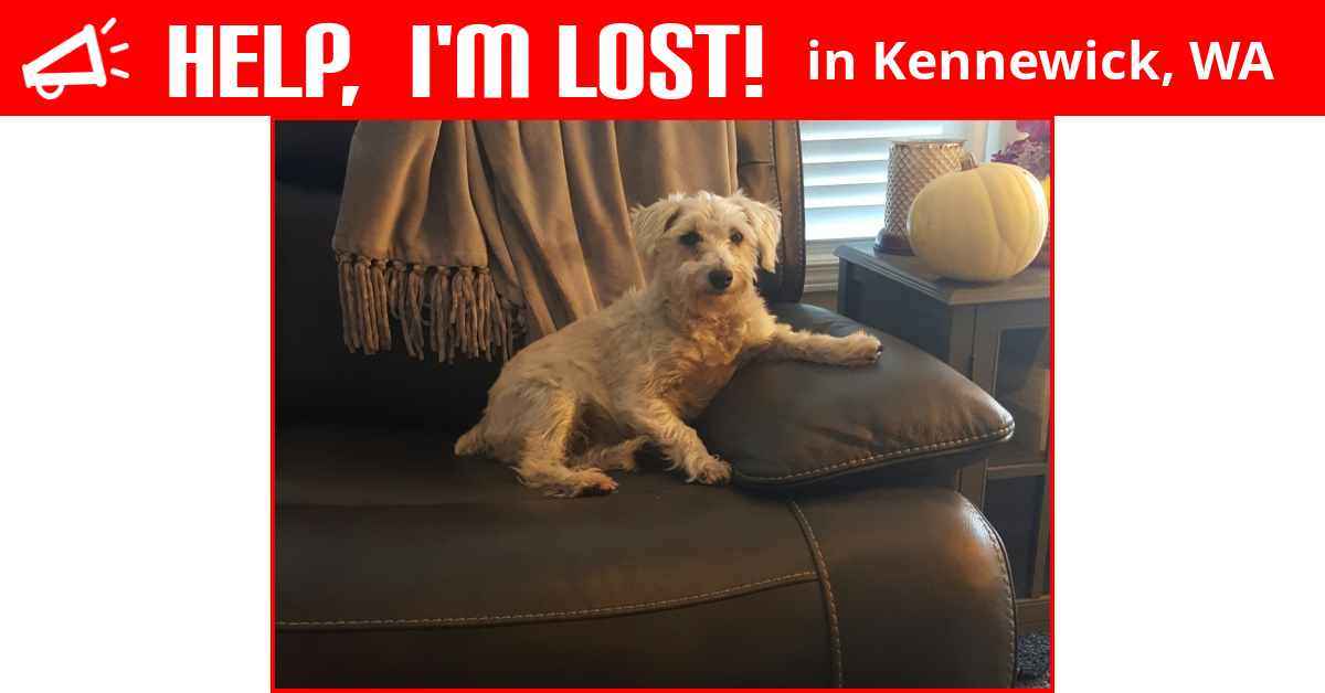 Lost Dog (Kennewick, Washington) Macy