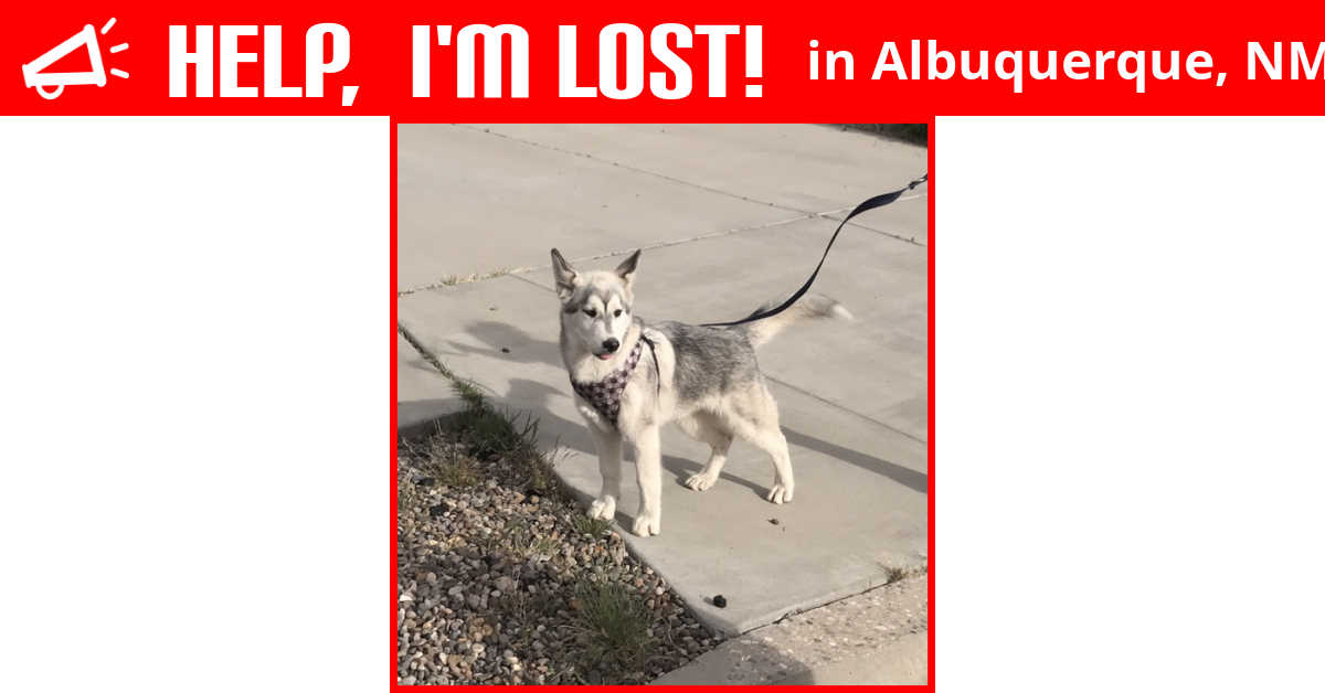 Lost Dog (Albuquerque, New Mexico) Mickey