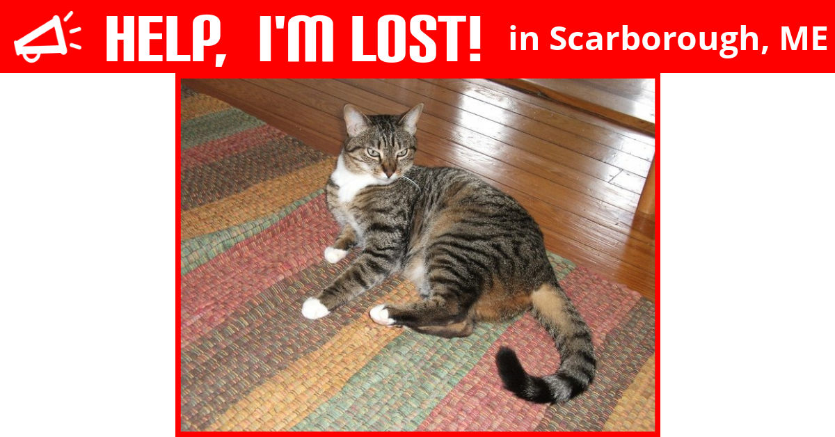 lost cat scarborough