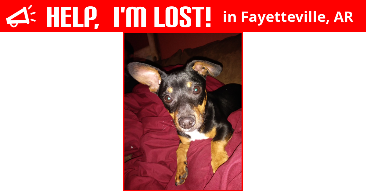 Lost Dog (Fayetteville, Arkansas) Cooper