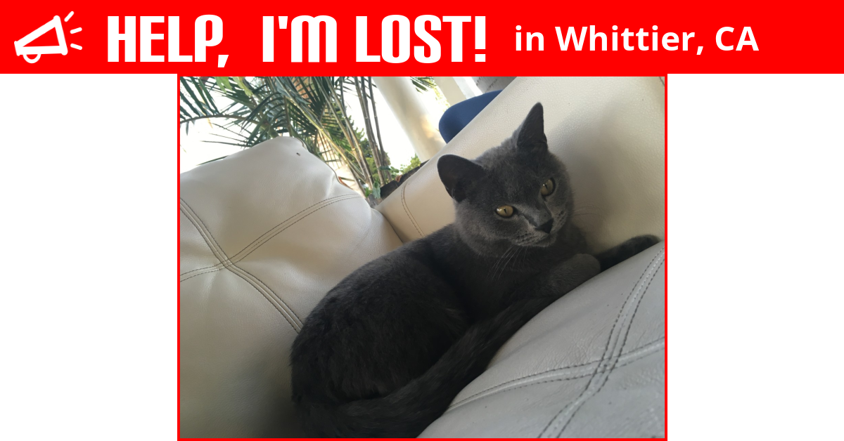 Lost Cat (Whittier, California) Ash