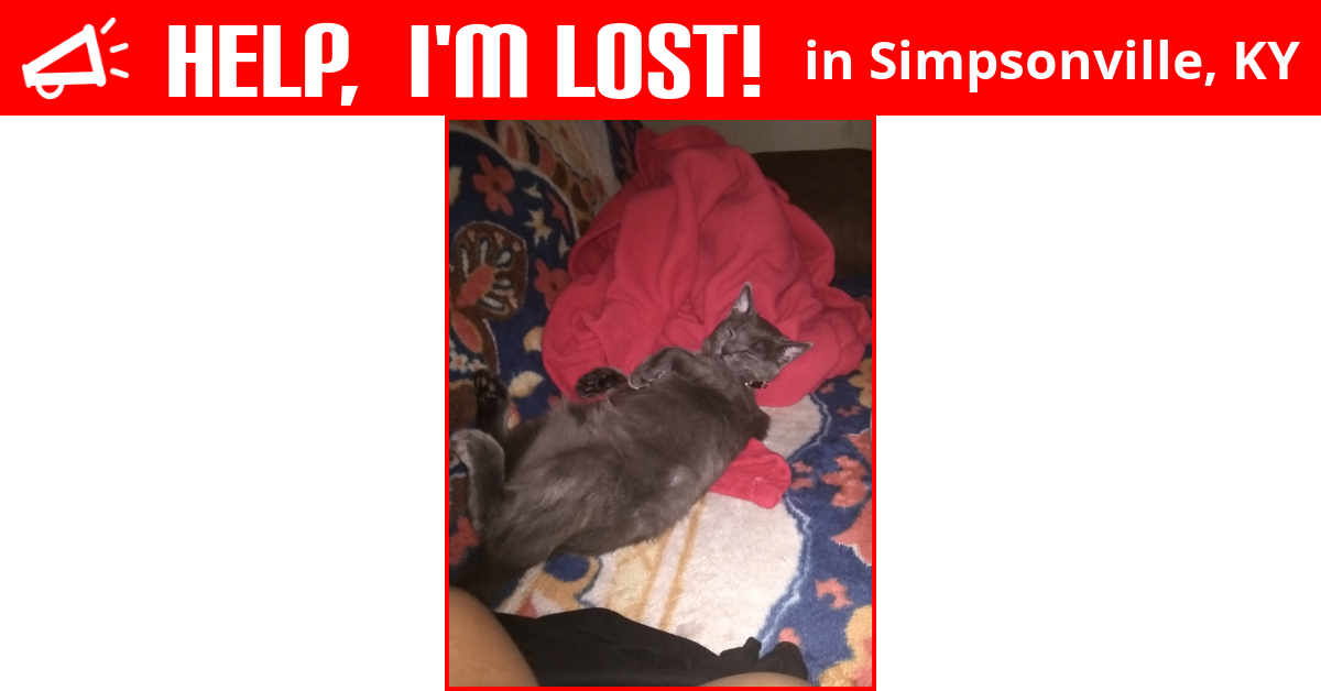 Lost Cat (Simpsonville, Kentucky) Nola