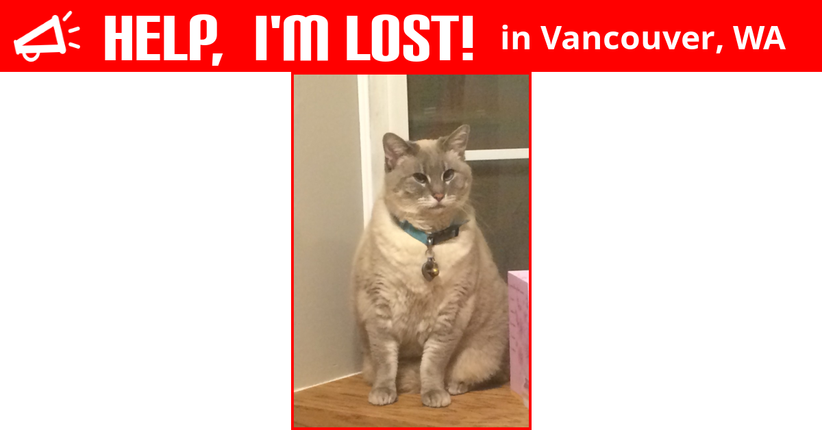 Lost Cat (Vancouver, Washington) Saphie