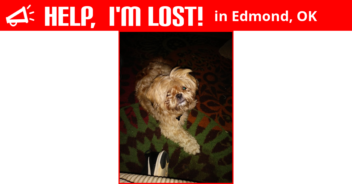 Lost Dog (Edmond, Oklahoma) Gizmo
