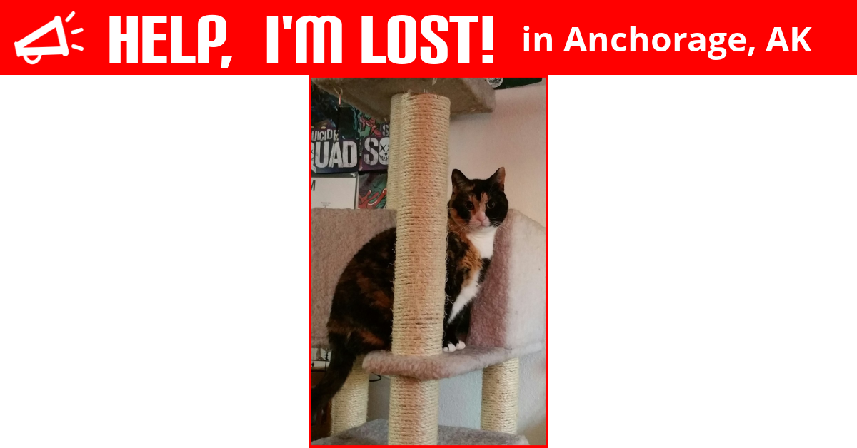 Lost Cat (Anchorage, Alaska) Token