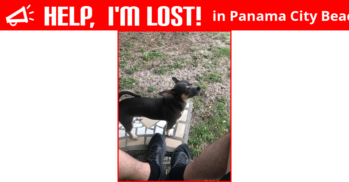 Lost Dog (Panama City Beach, Florida) Buddy