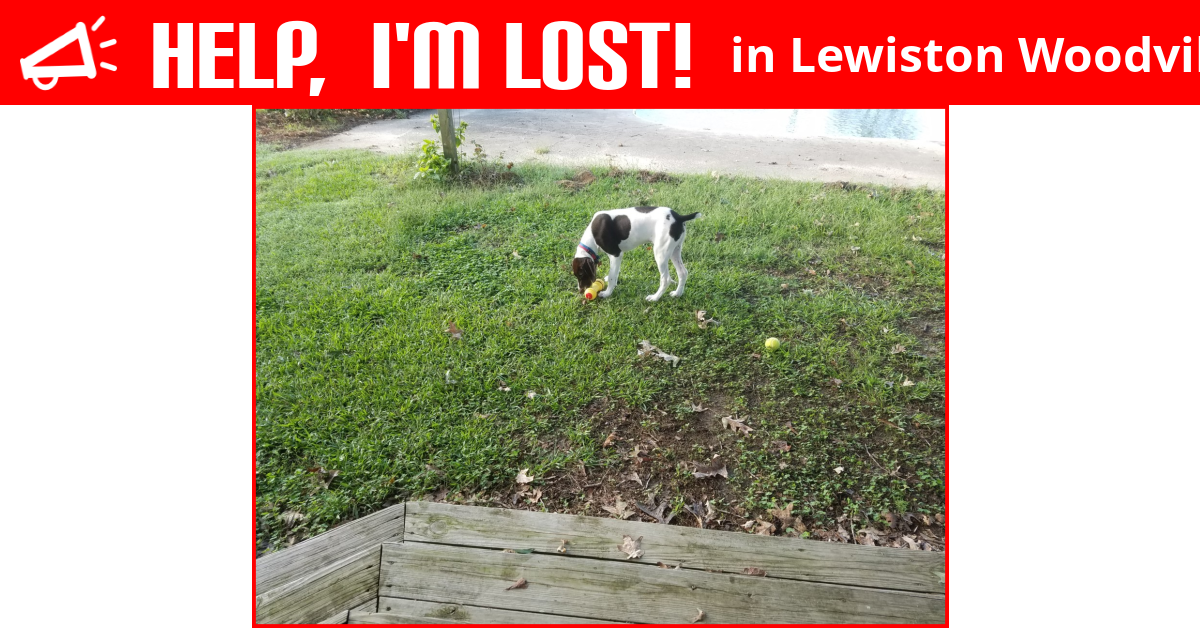 Lost Dog (Lewiston Woodville, North Carolina) Basil