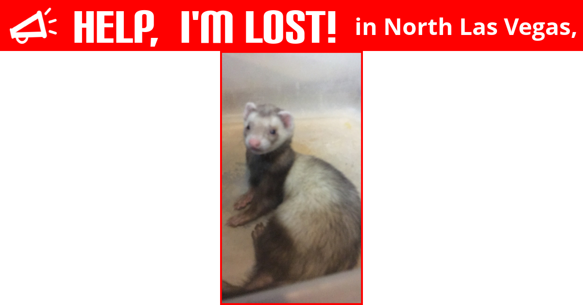 Lost Ferret (North Las Vegas, Nevada) Rosie