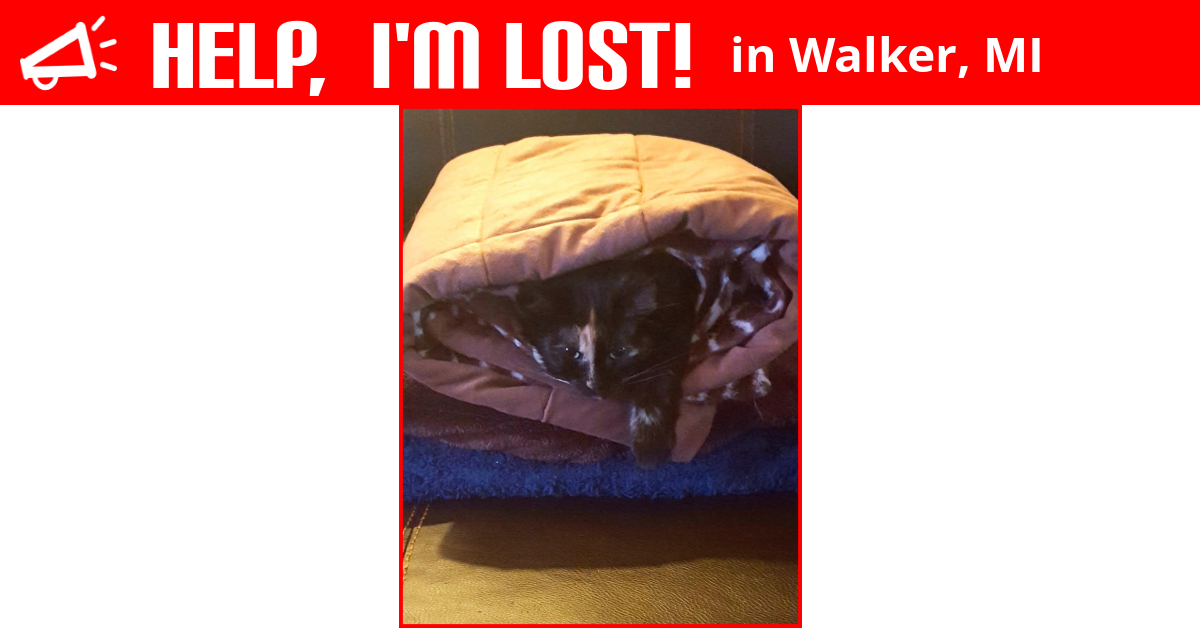 Lost Cat (Walker, Michigan) Stinky