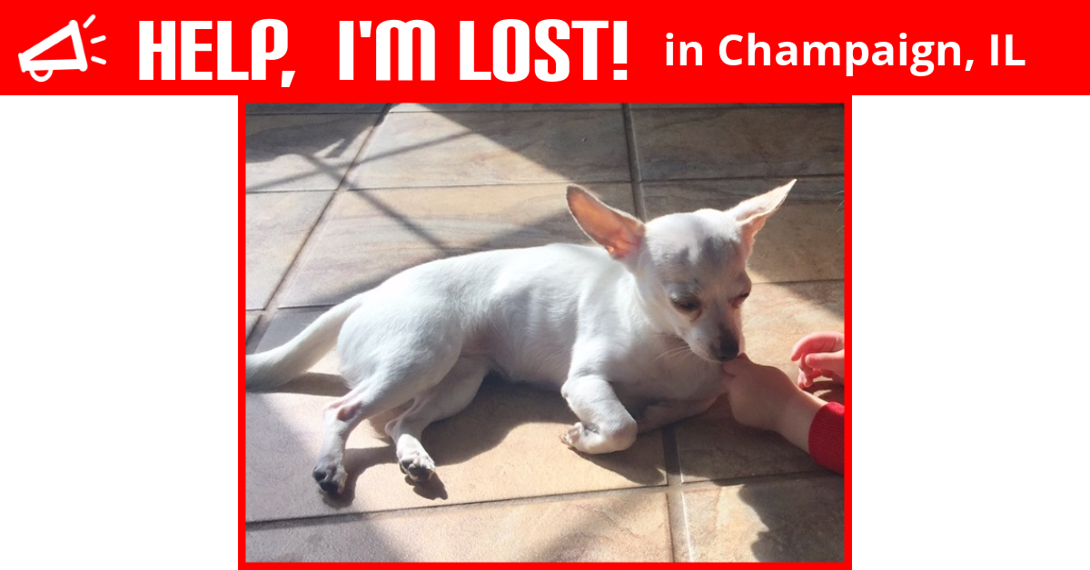 Lost Dog (Champaign, Illinois) Elsa