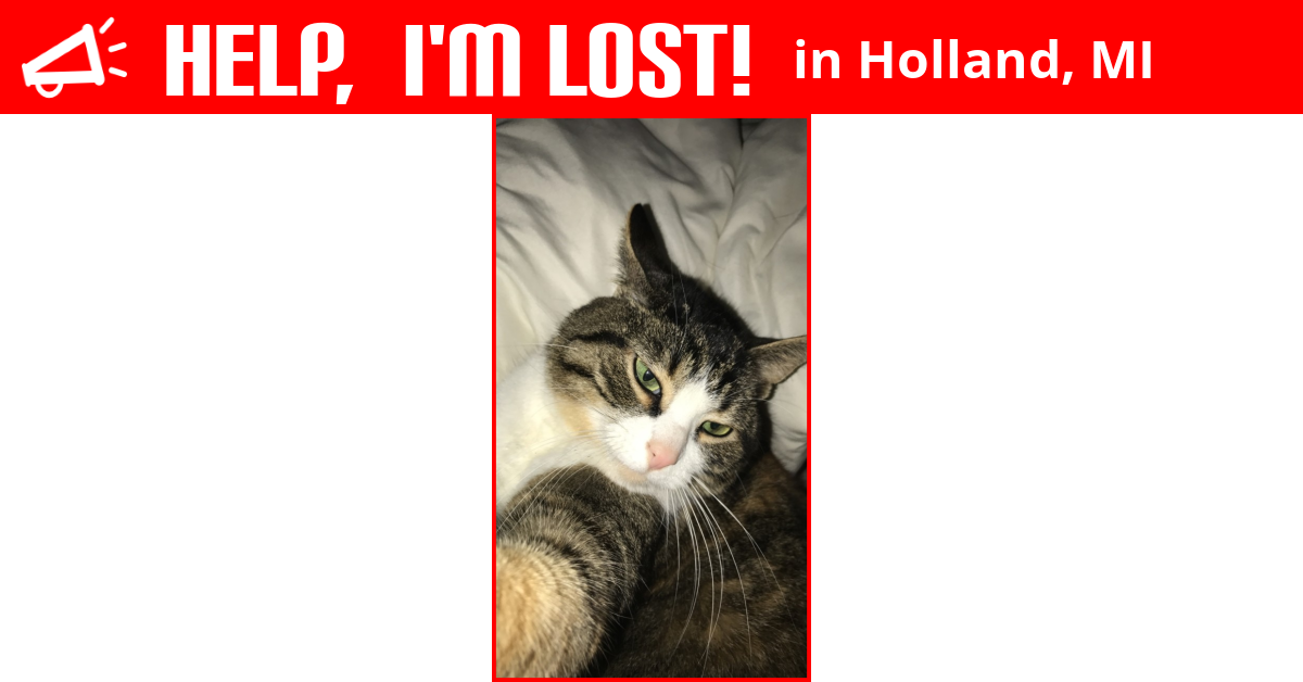 Lost Cat (Holland, Michigan) Ella