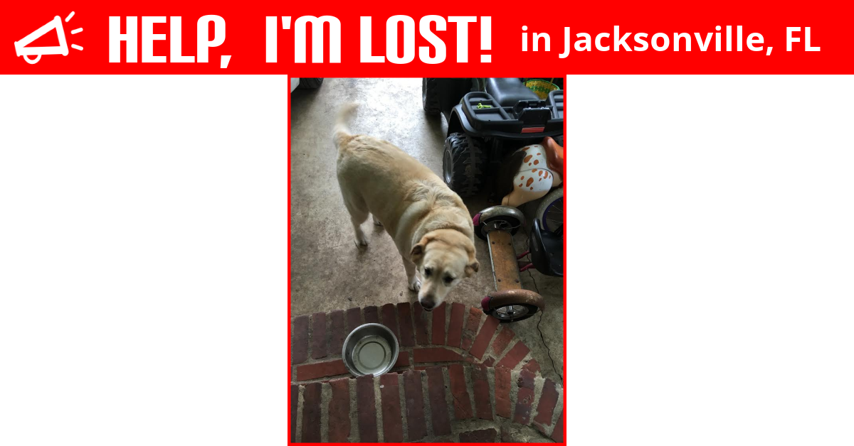 Lost Dog (Jacksonville, Florida) Livia