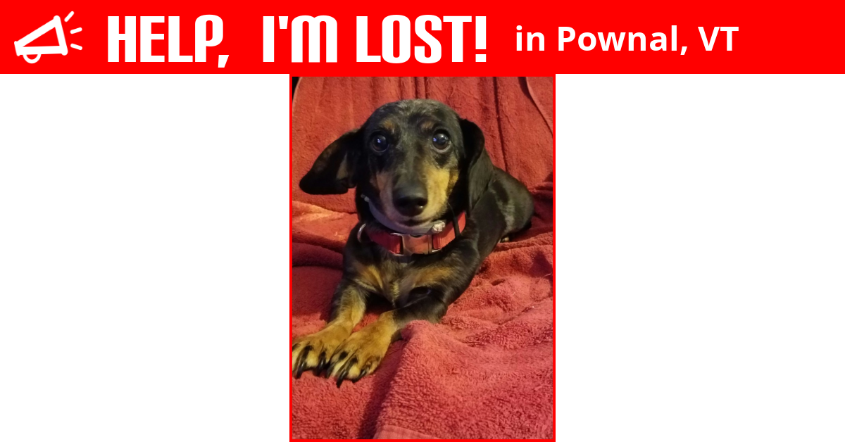 Lost Dog (Pownal, Vermont) Dixie