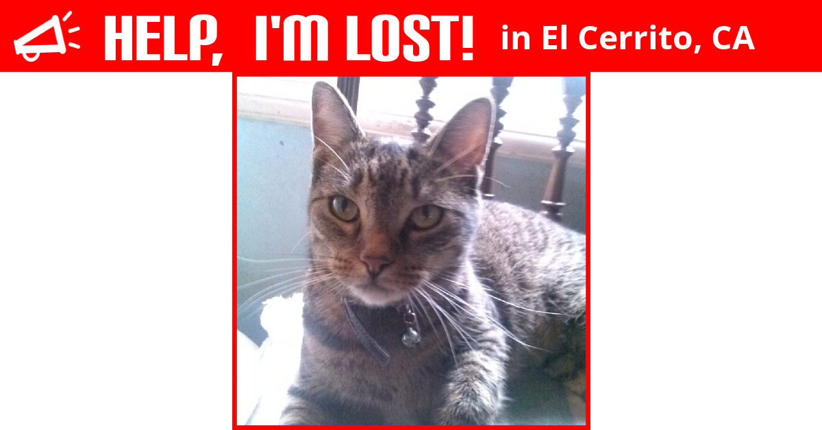 Lost Cat (El Cerrito, California) Teo