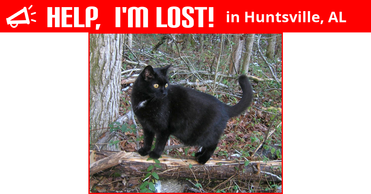 lost-cat-huntsville-alabama-little-kitty