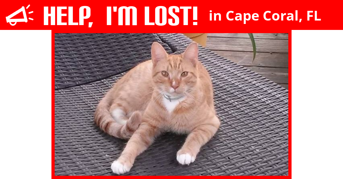Lost Cat (Cape Coral, Florida) Sasha