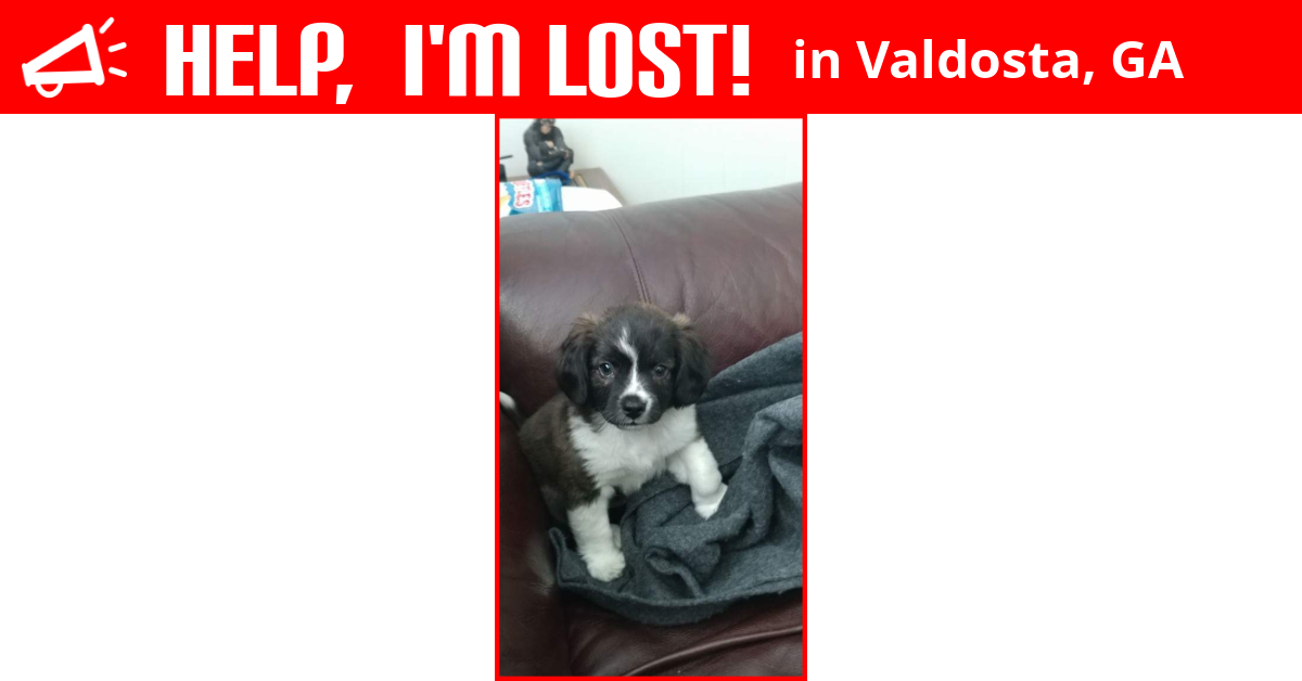 Lost Dog (Valdosta, Chewie