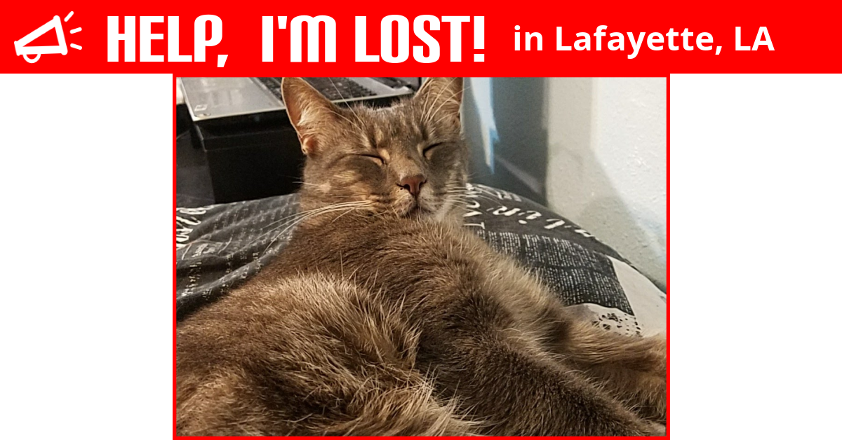 Lost Cat (Lafayette, Louisiana) Oliver