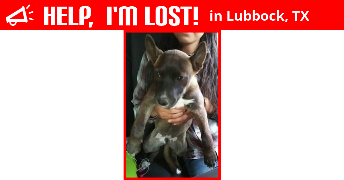 Lost Dog (Lubbock, Texas) Bella