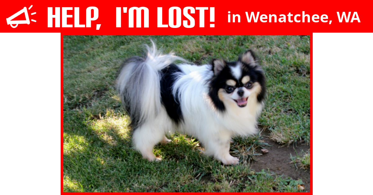 Lost Dog (Wenatchee, Washington) Lucien