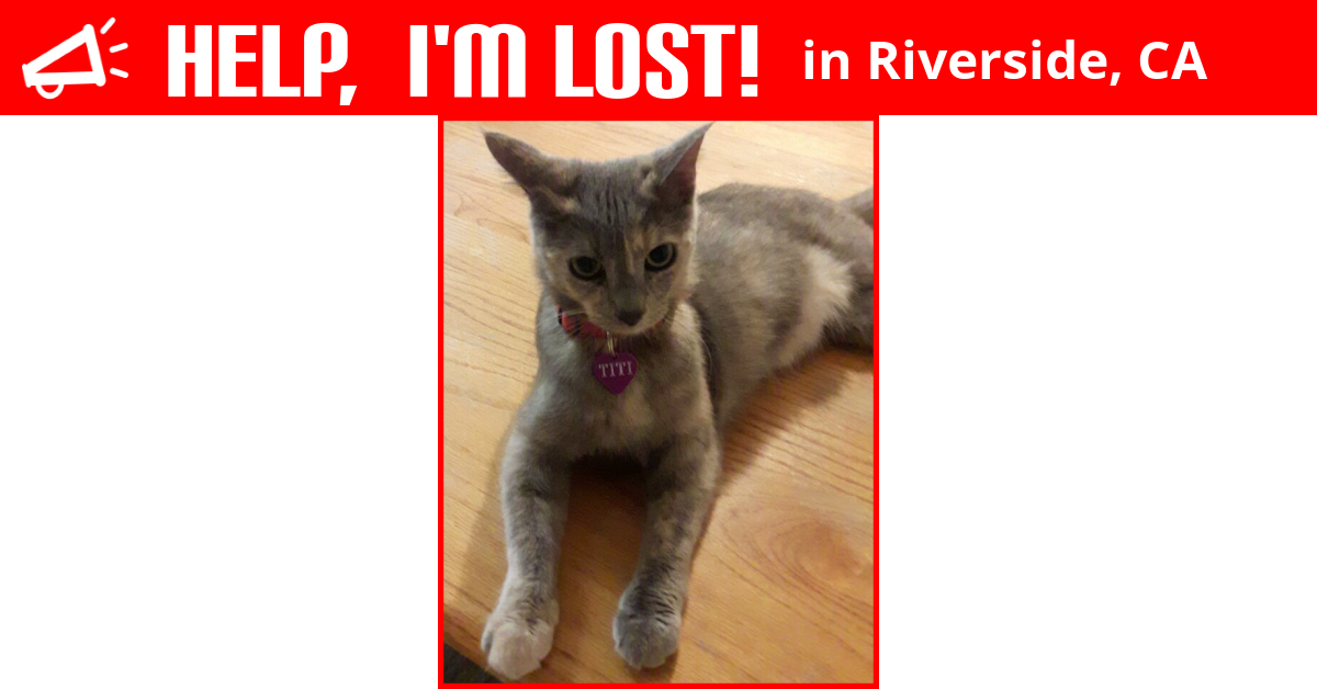 Lost Cat (Riverside, California) Ti Ti