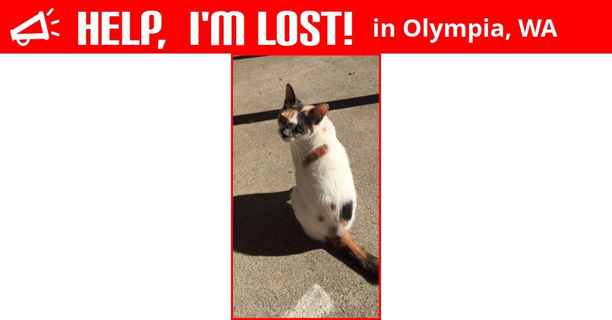 Lost Cat (Olympia, Washington) Reachee