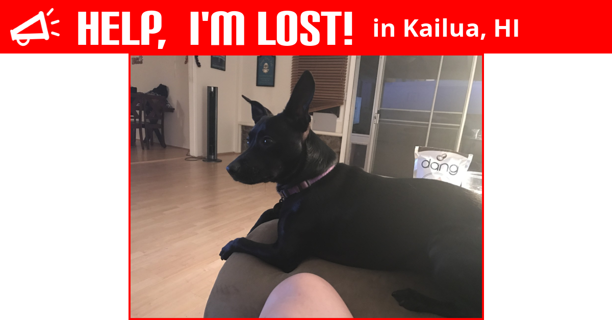 Lost Dog (Kailua, Hawaii) Tink