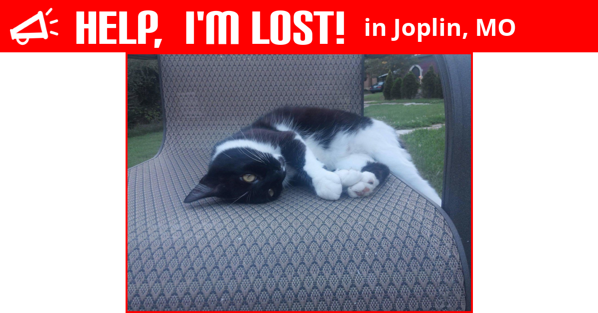 Lost Cat (Joplin, Missouri) Dot