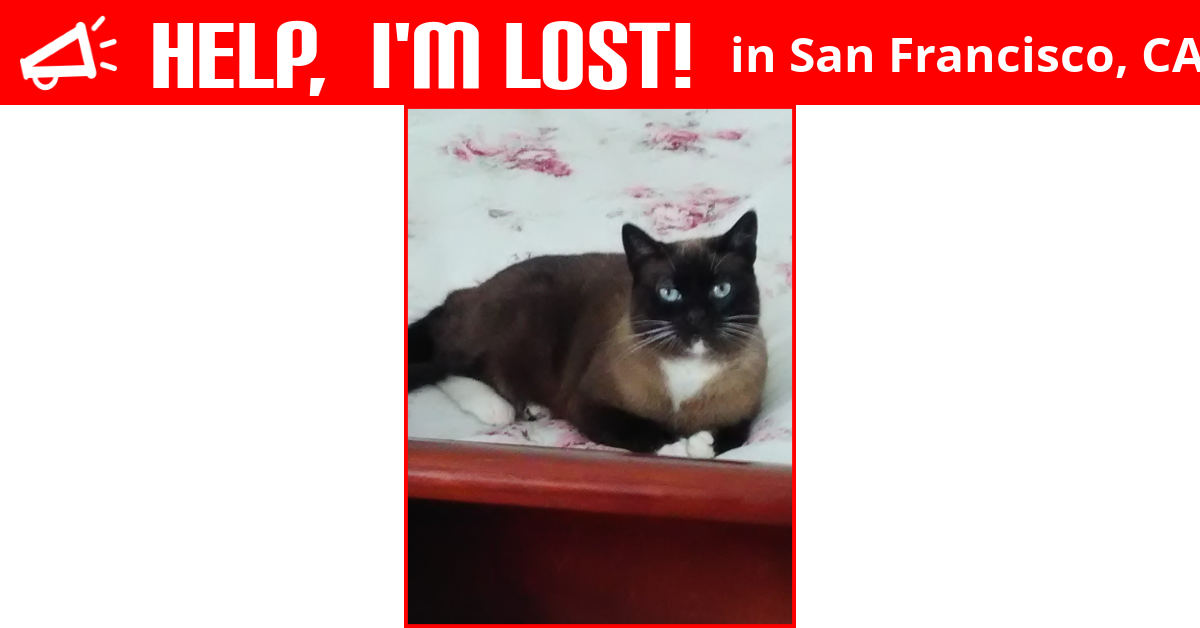 Lost Cat (San Francisco, California) May