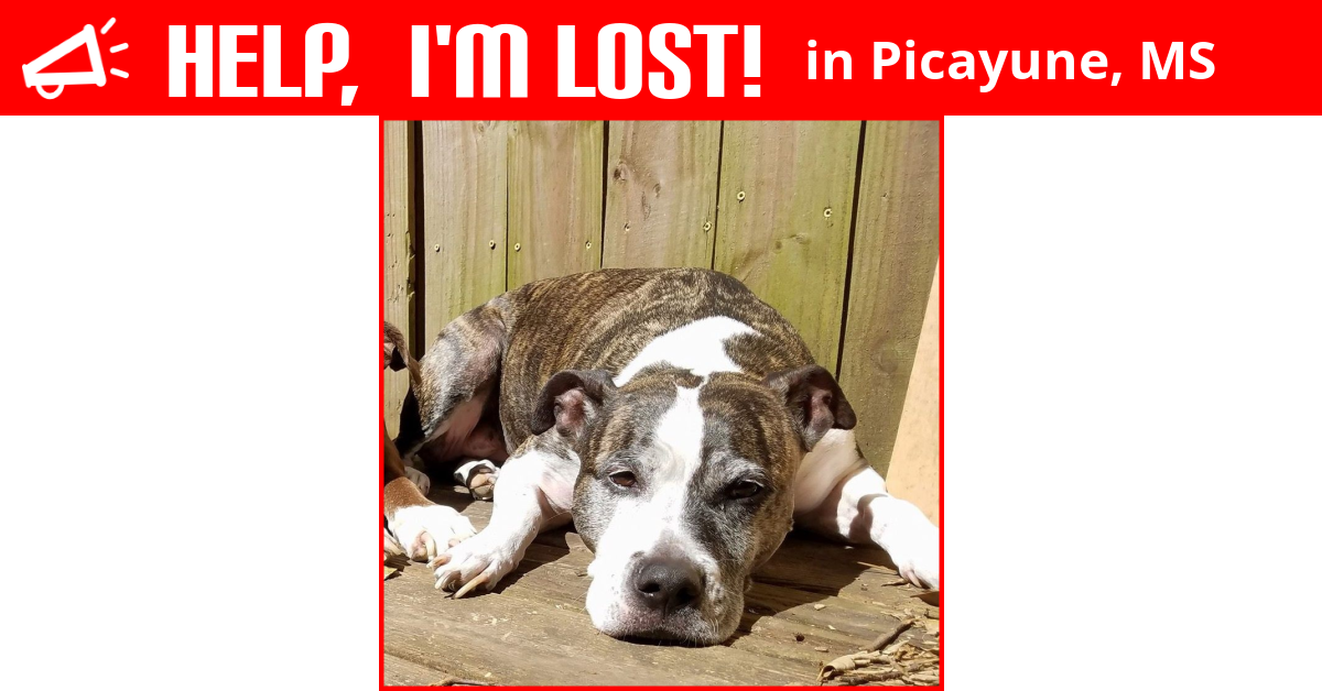 Lost Dog (Picayune, Mississippi) Maxxie