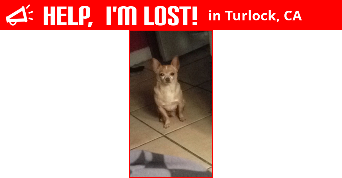 Lost Dog (Turlock, California) Simba
