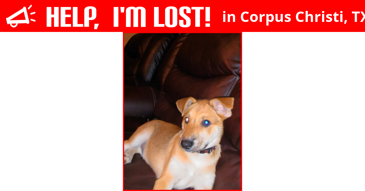 Lost Dog (Corpus Christi, Texas) Westin