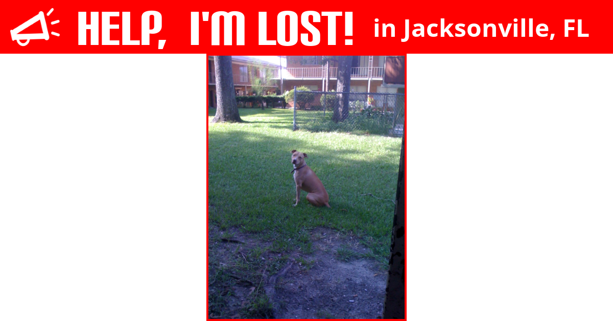 Lost Dog (Jacksonville, Florida) Gator