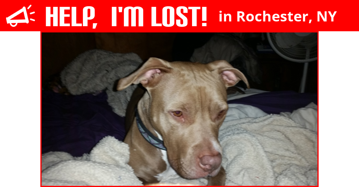 Lost Dog (Rochester, New York) Ruby
