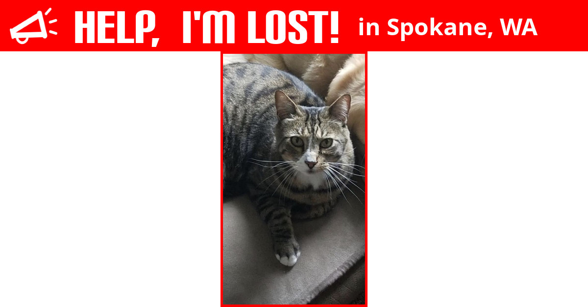 Lost Cat (Spokane, Washington) Emmett