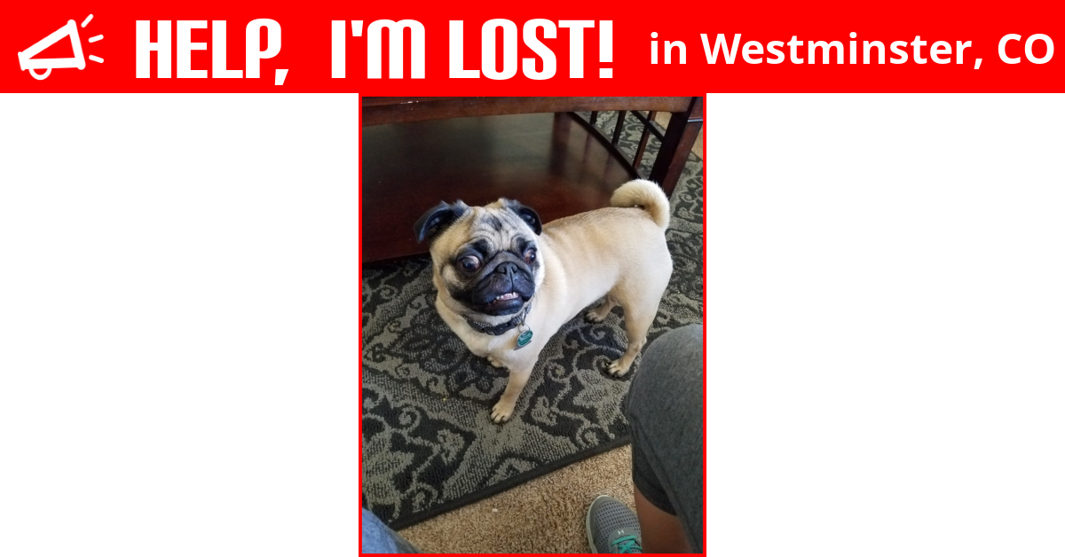Lost Dog (Westminster, Colorado) Tina