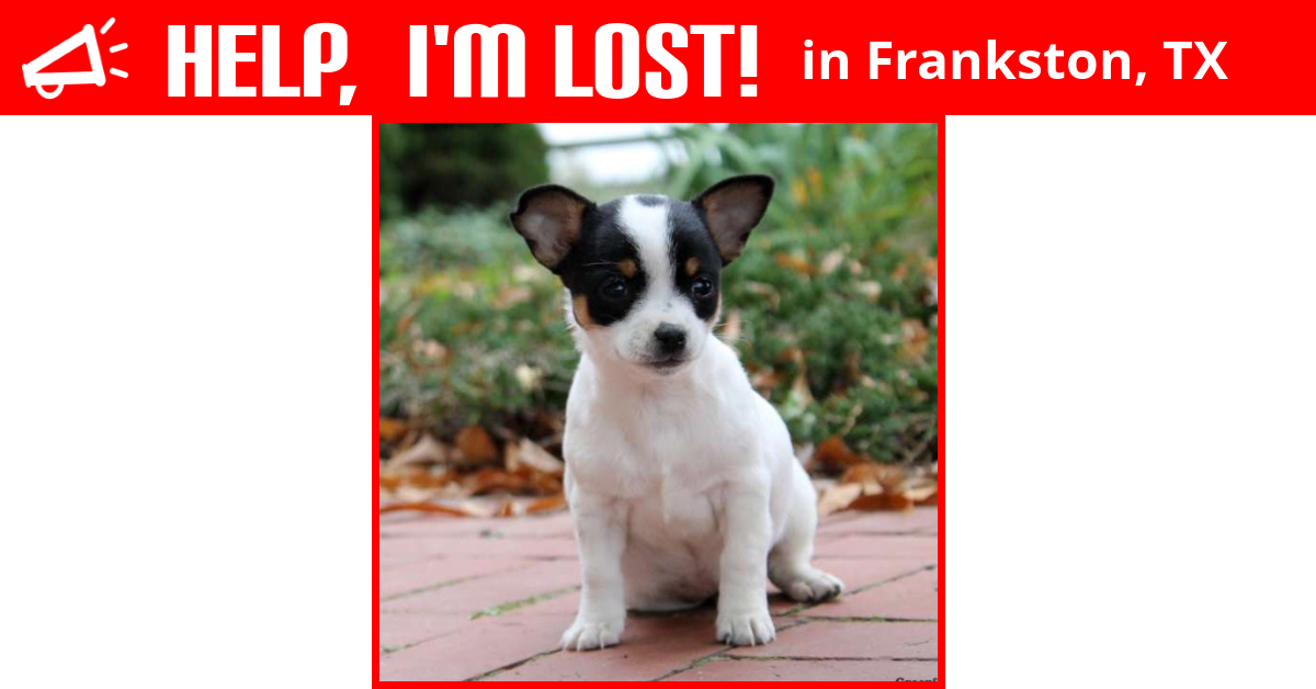 Lost Dog (Frankston, Texas) Barklee