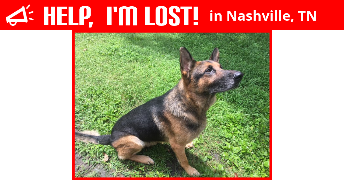 Lost Dog (Nashville, Tennessee) Roy