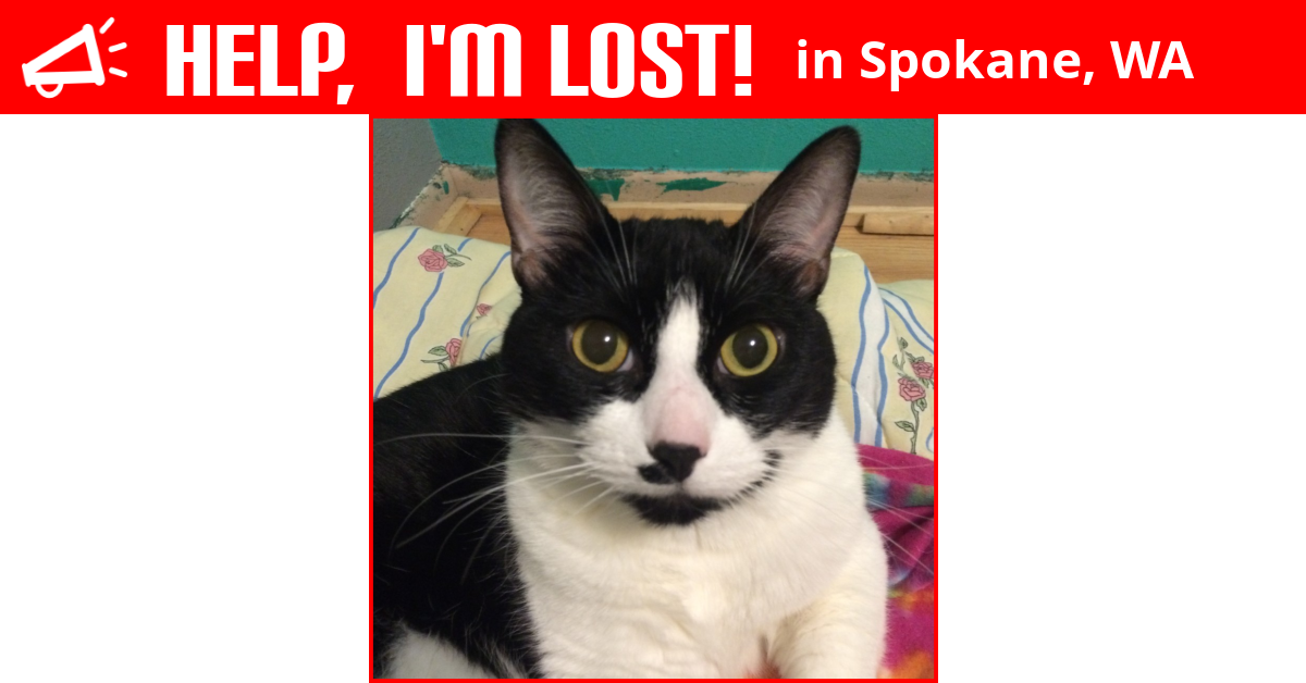 Lost Cat (Spokane, Washington) Irie