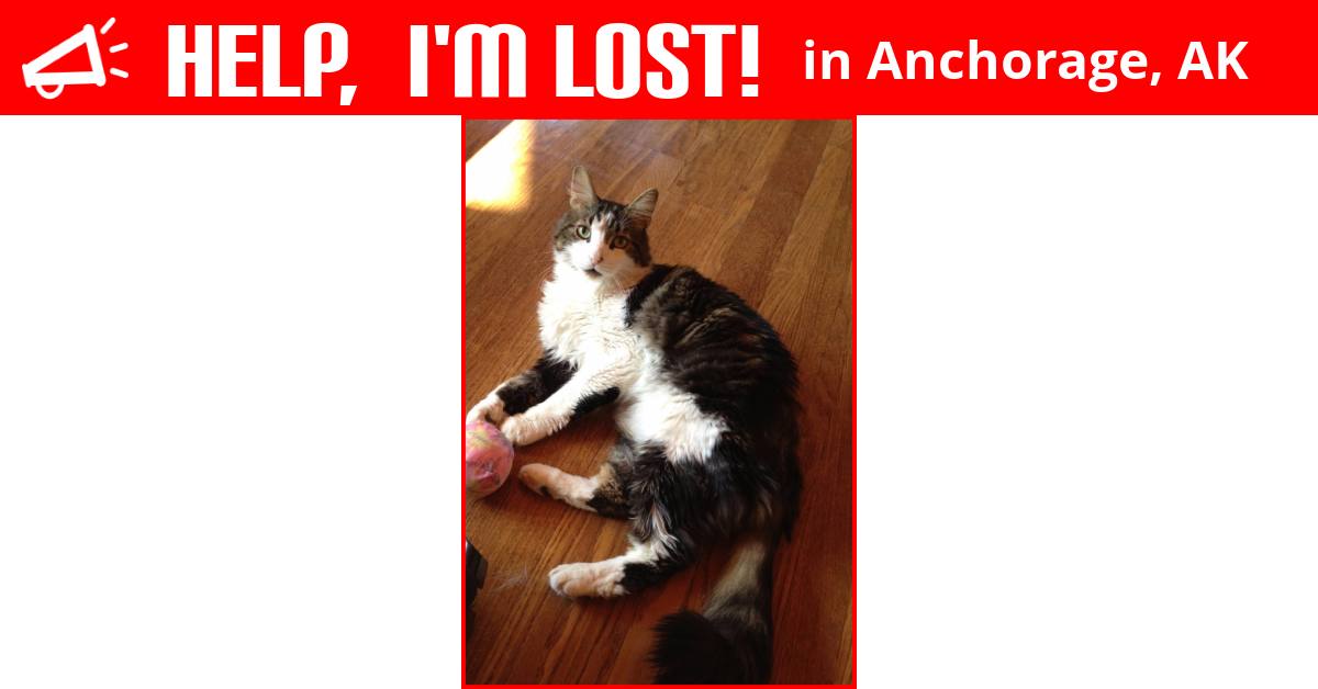 Lost Cat (Anchorage, Alaska) Gizmo