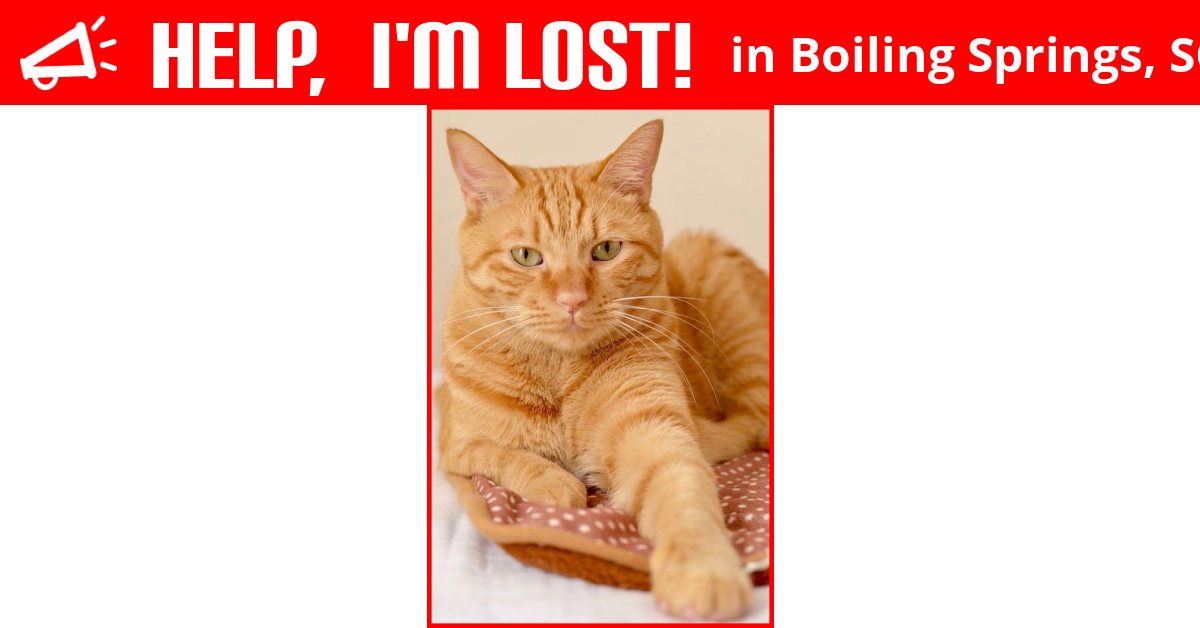 Lost Cat (Boiling Springs, South Carolina) Ryzhik