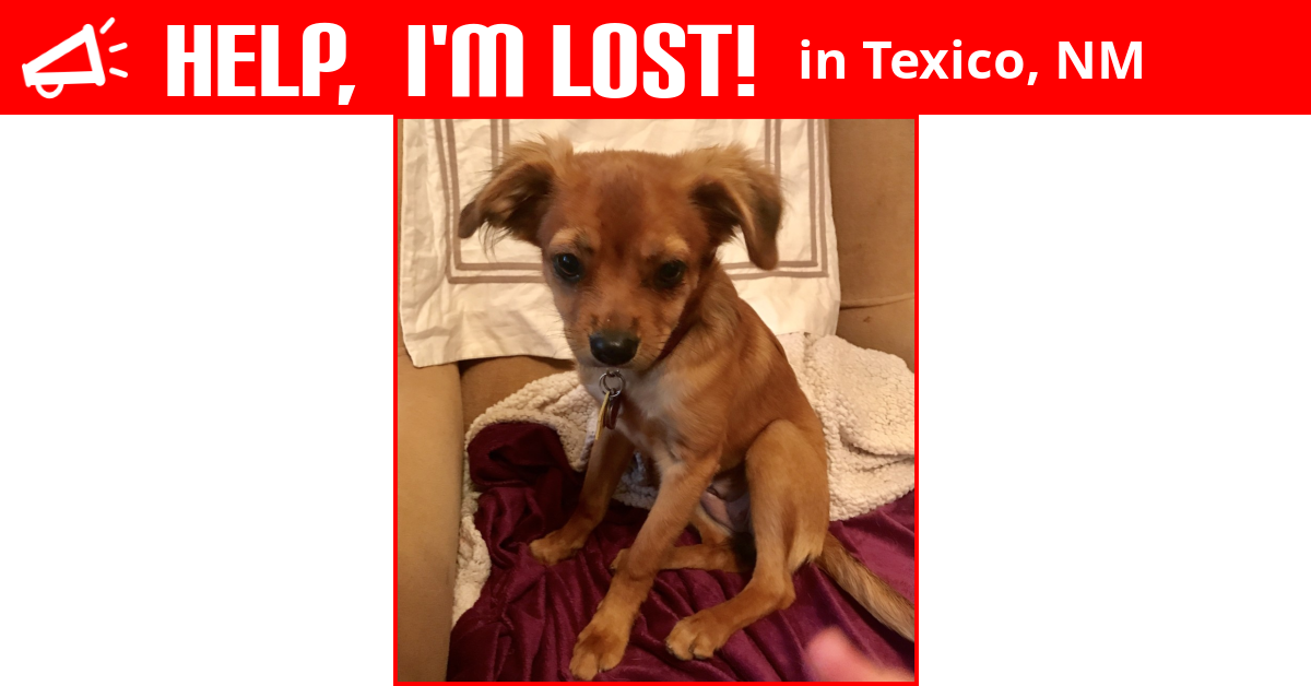 Lost Dog (Texico, New Mexico) Tucci