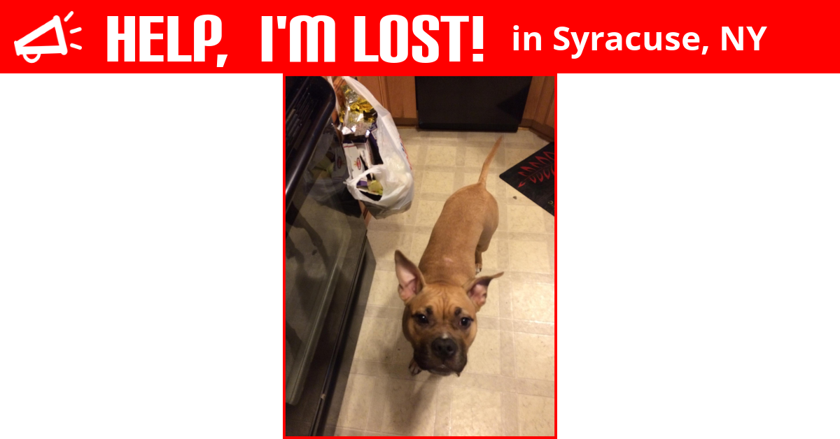 Lost Dog (Syracuse, New York) Mya