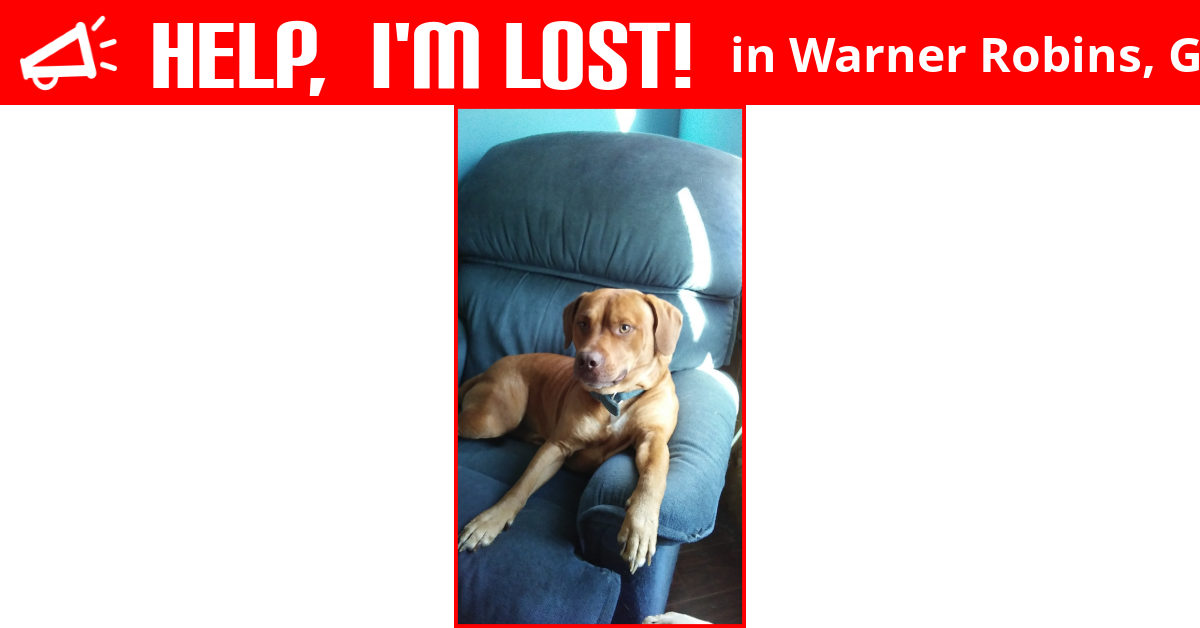 Lost Dog (Warner Robins, Jax